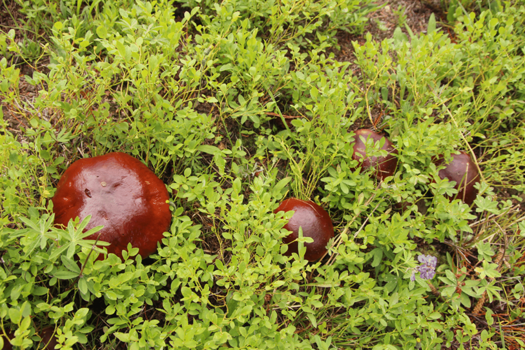 mushrooms_10.gif