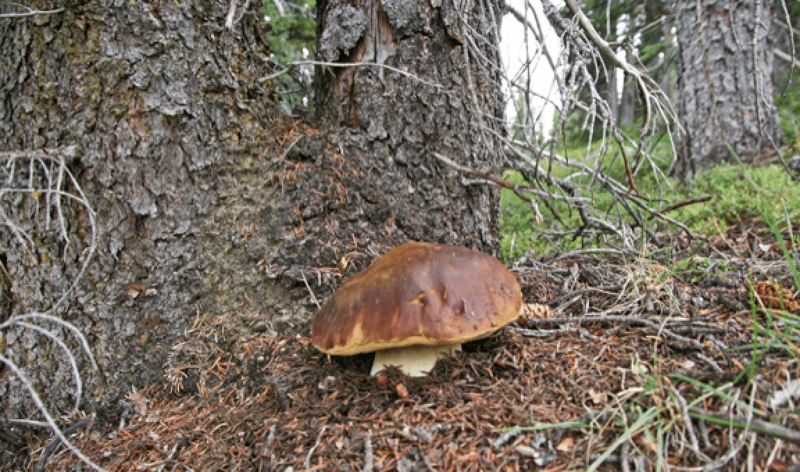 mushrooms_13.gif