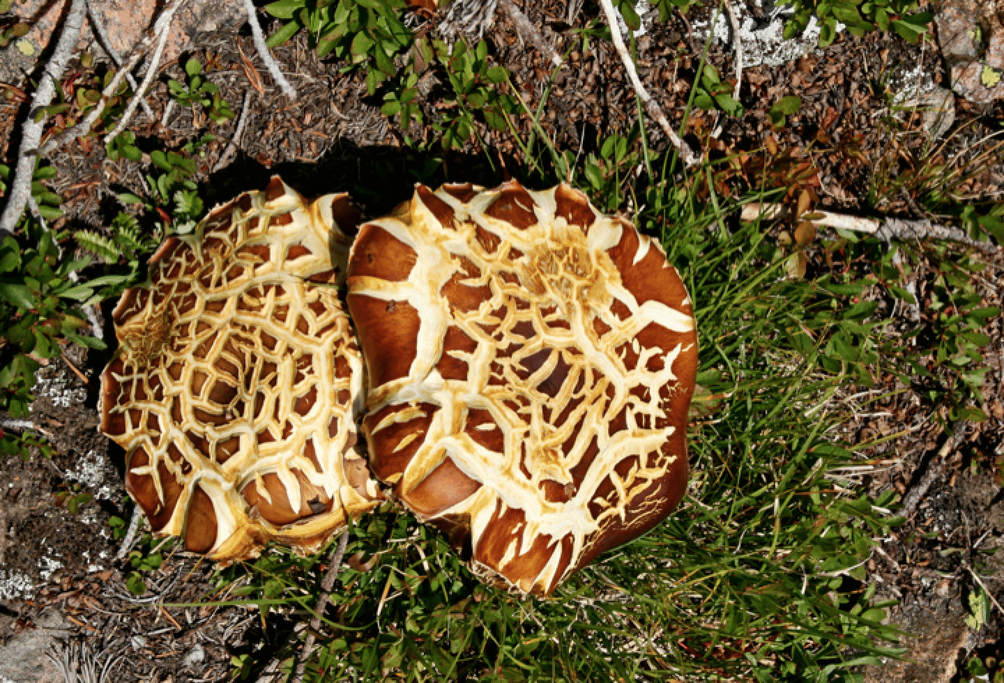 mushrooms_17.gif
