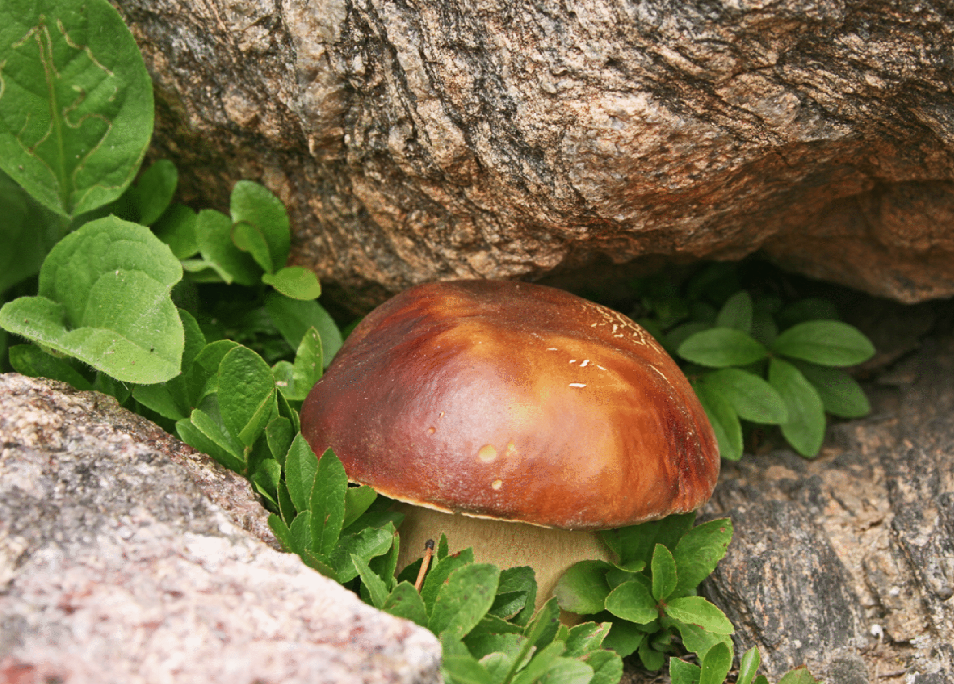 mushrooms_19.gif