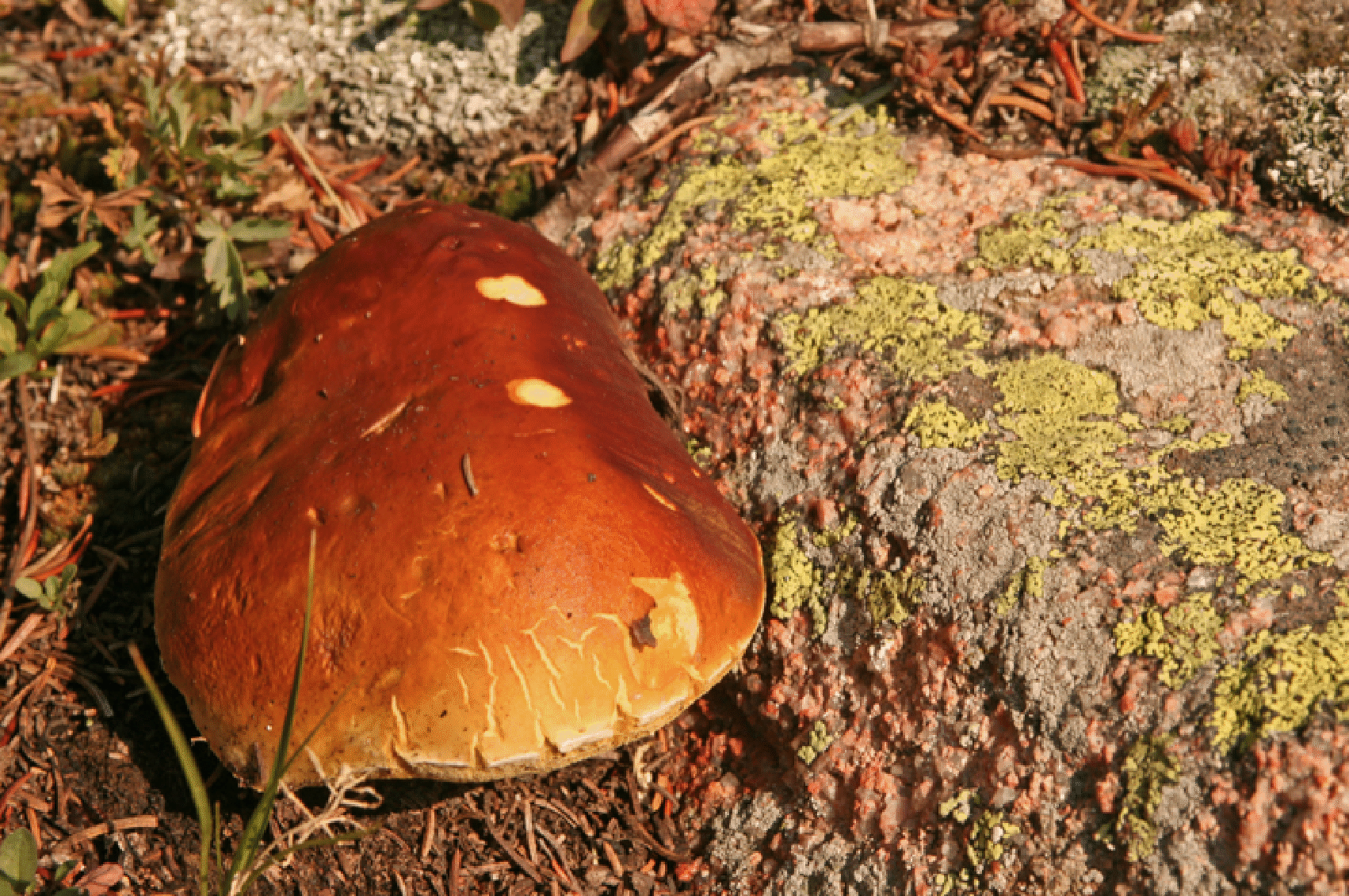 mushrooms_21.gif