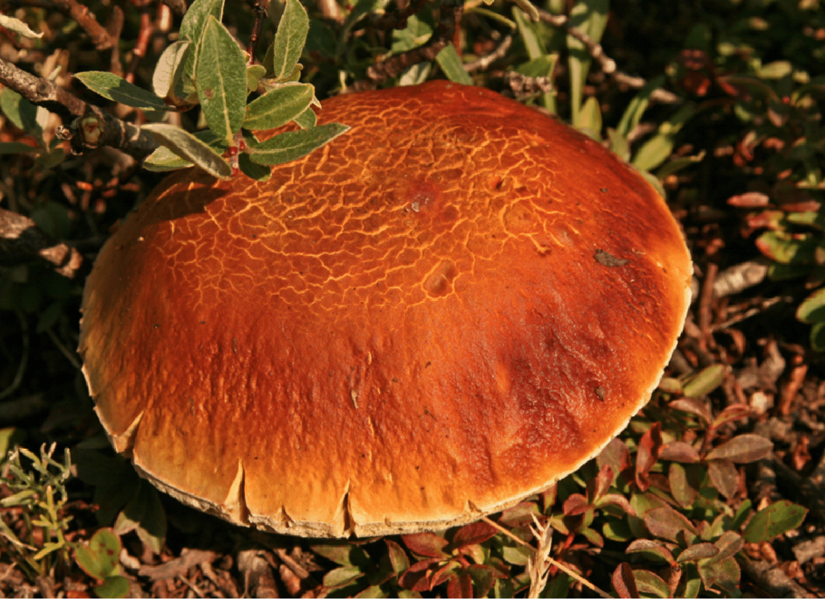 mushrooms_22.gif