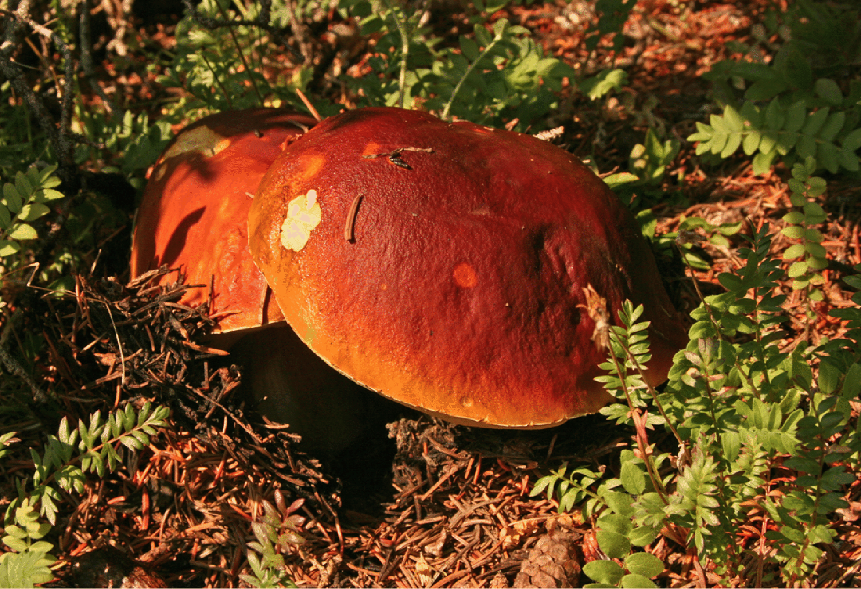mushrooms_23.gif