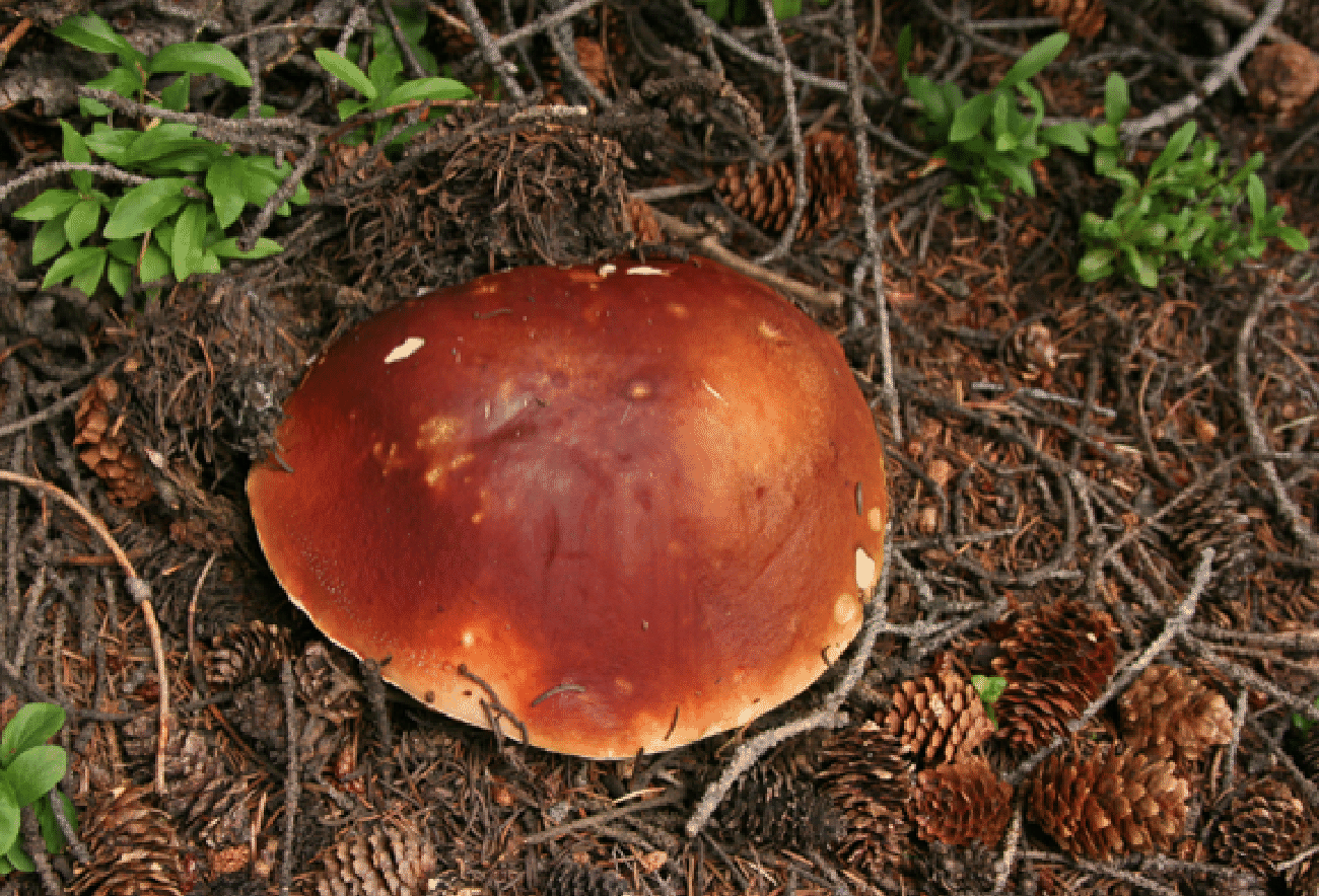 mushrooms_24.gif