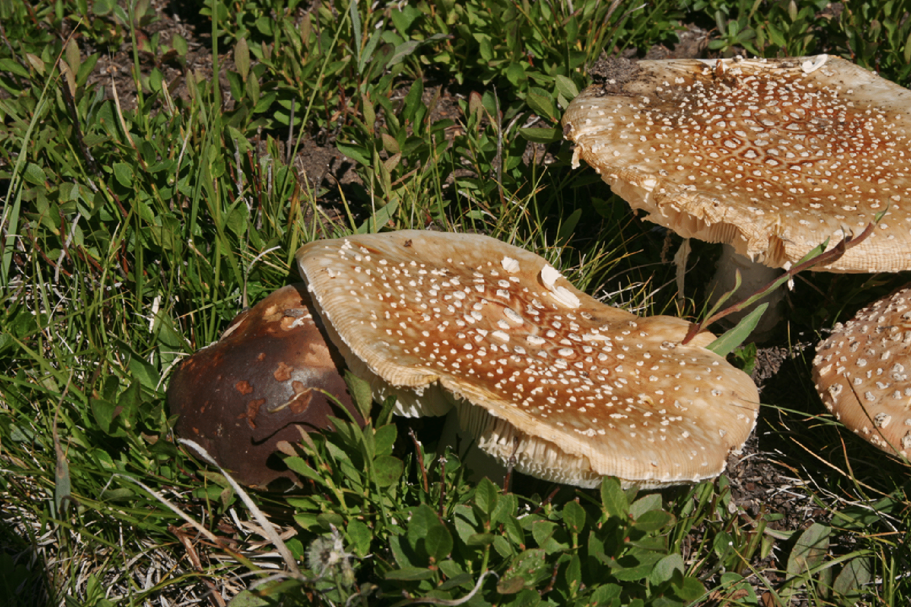 mushrooms_25.gif