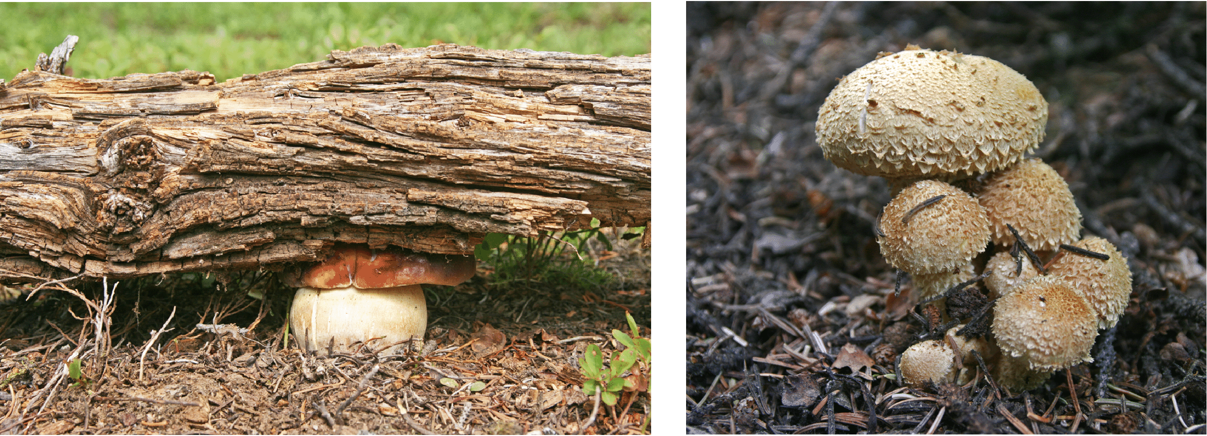 mushrooms_3.gif
