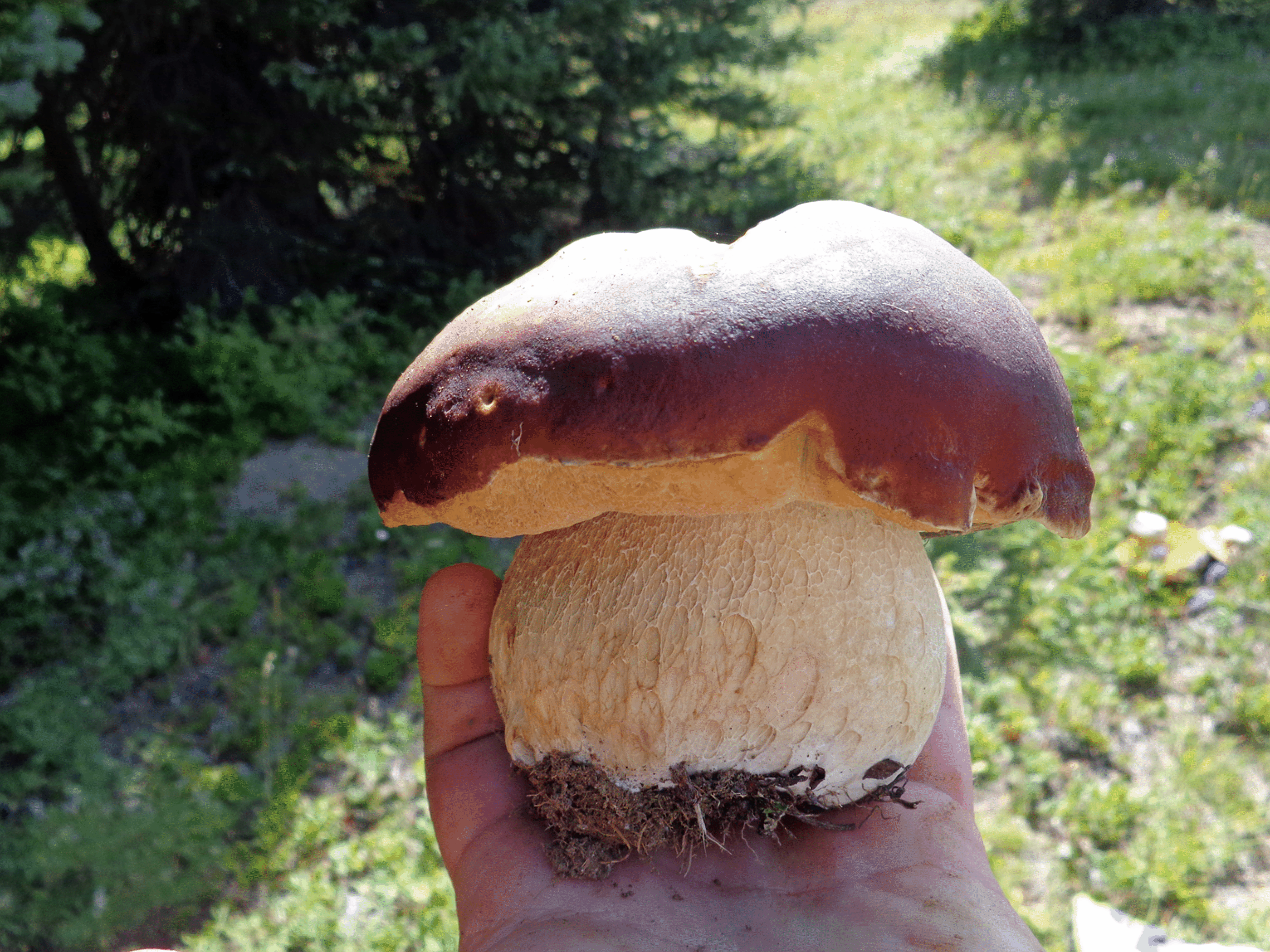 mushrooms_31.gif