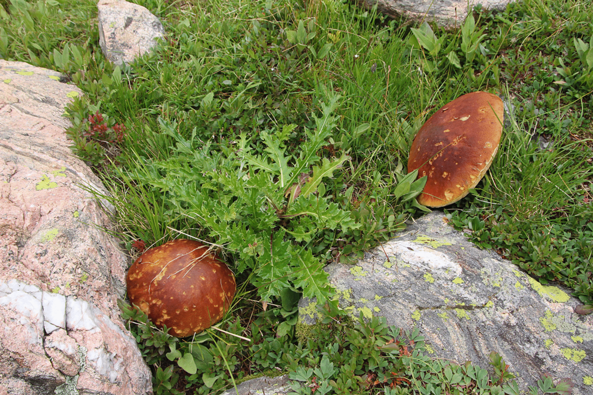 mushrooms_34.gif