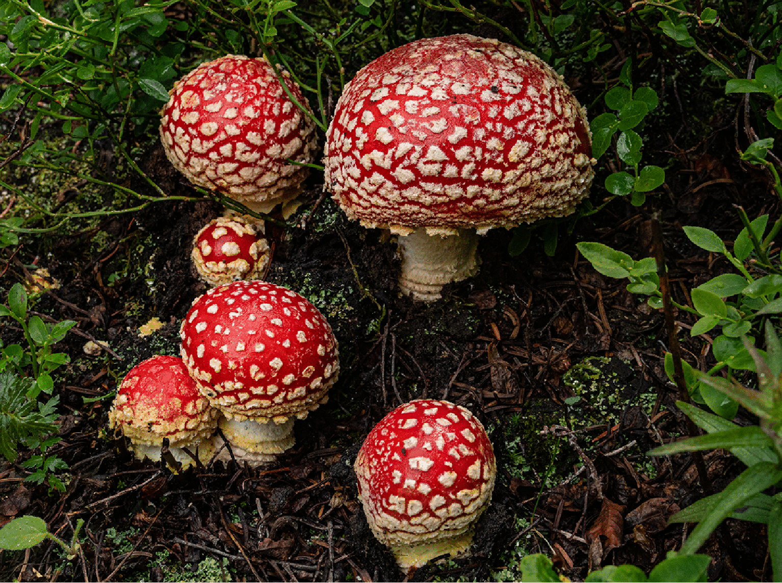 mushrooms_35.gif