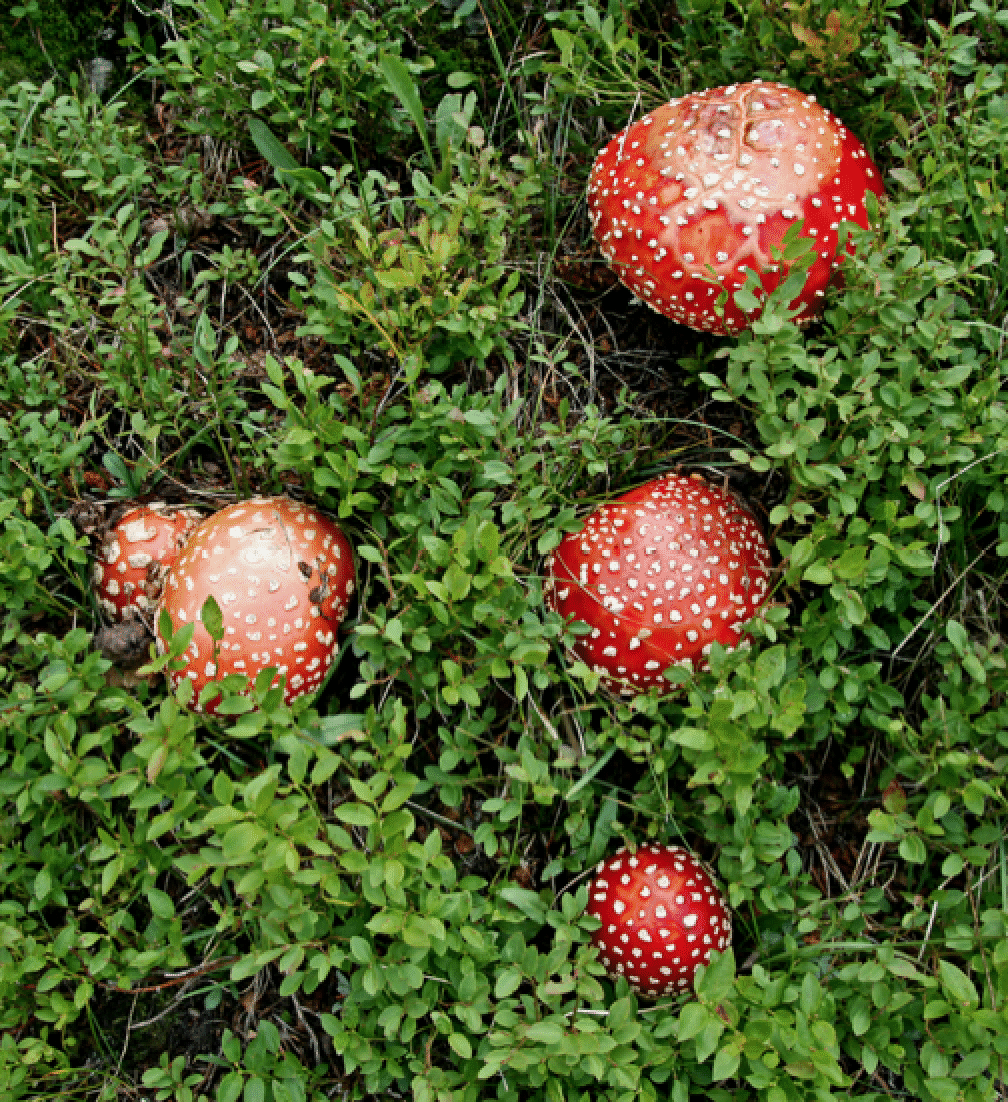 mushrooms_36.gif