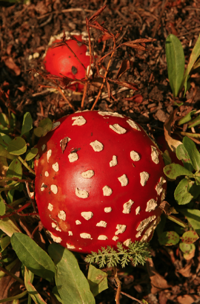 mushrooms_37.gif