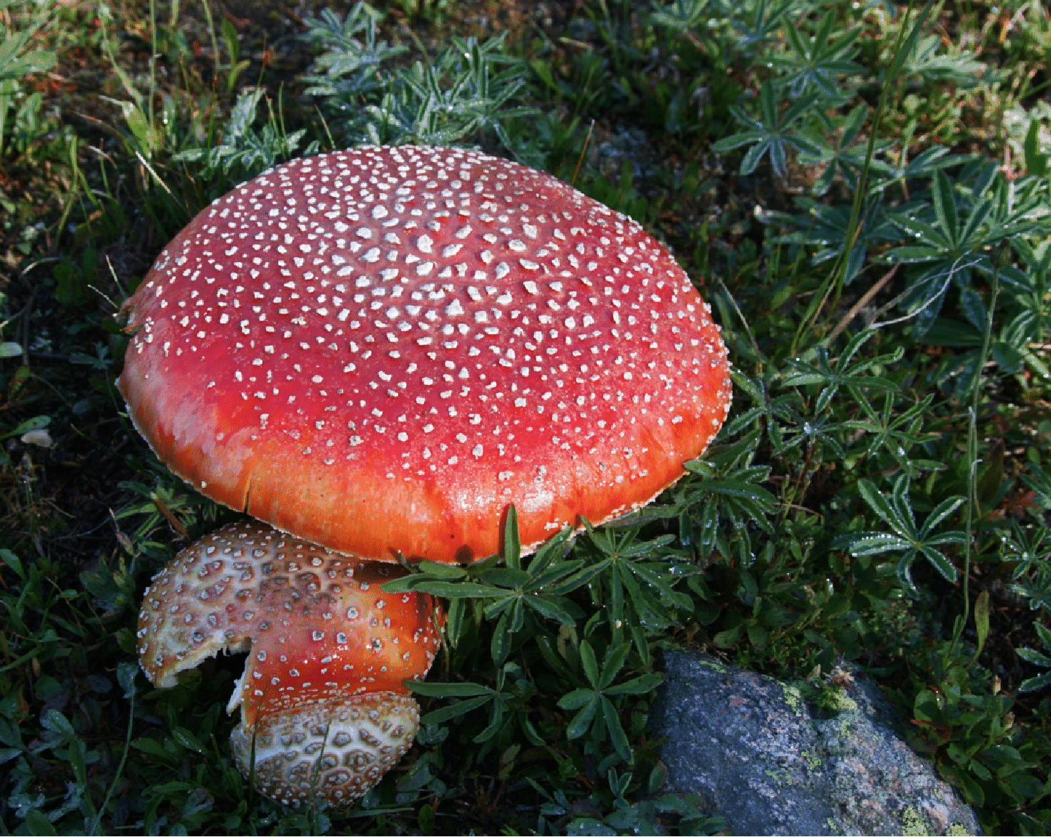 mushrooms_38.gif