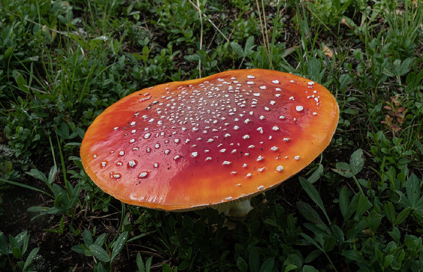 mushrooms_39.gif