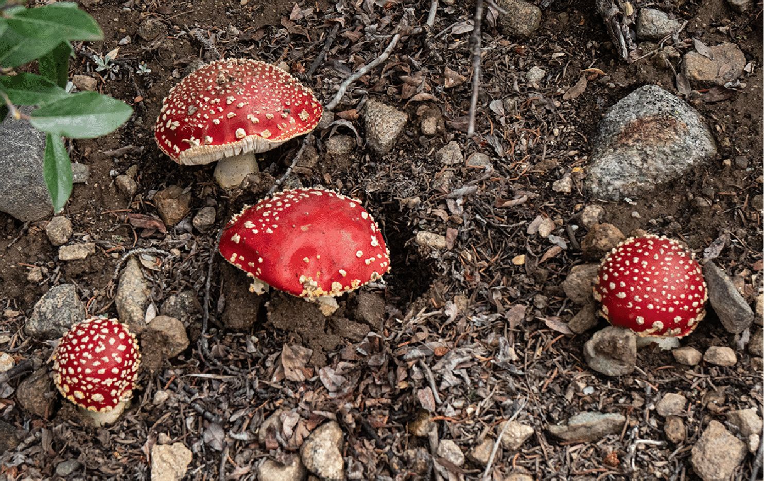 mushrooms_40.gif