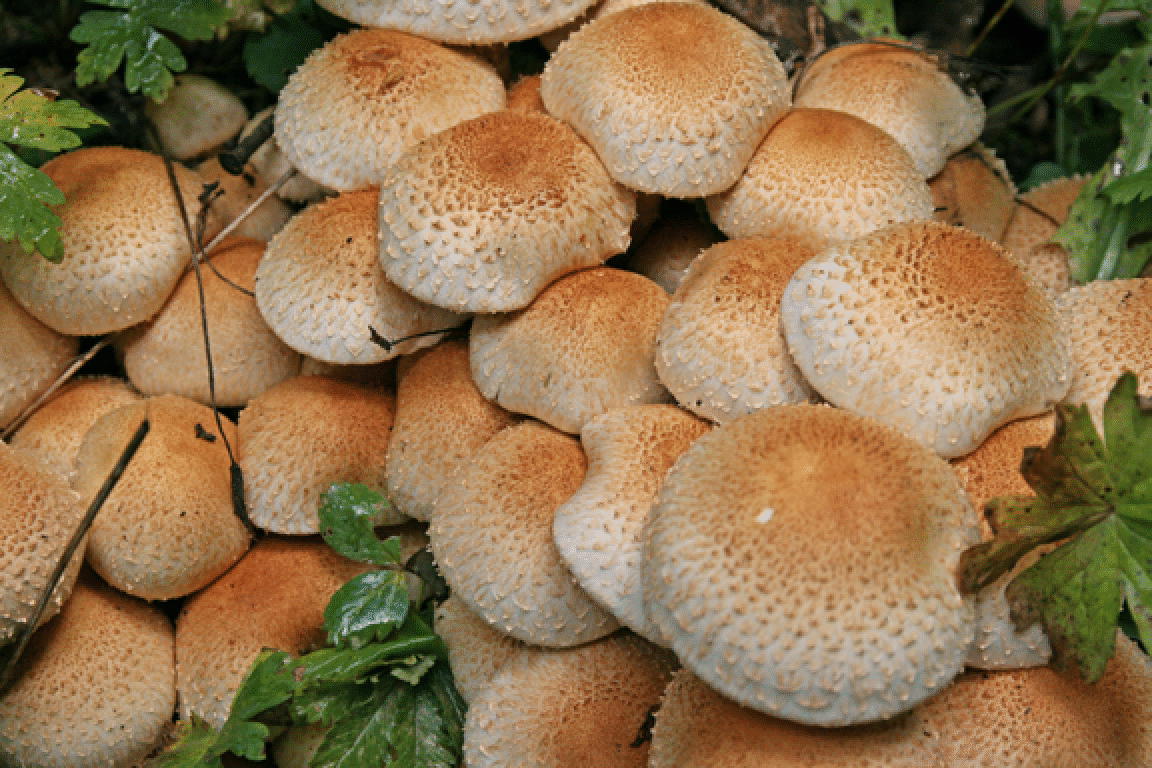 mushrooms_42.gif