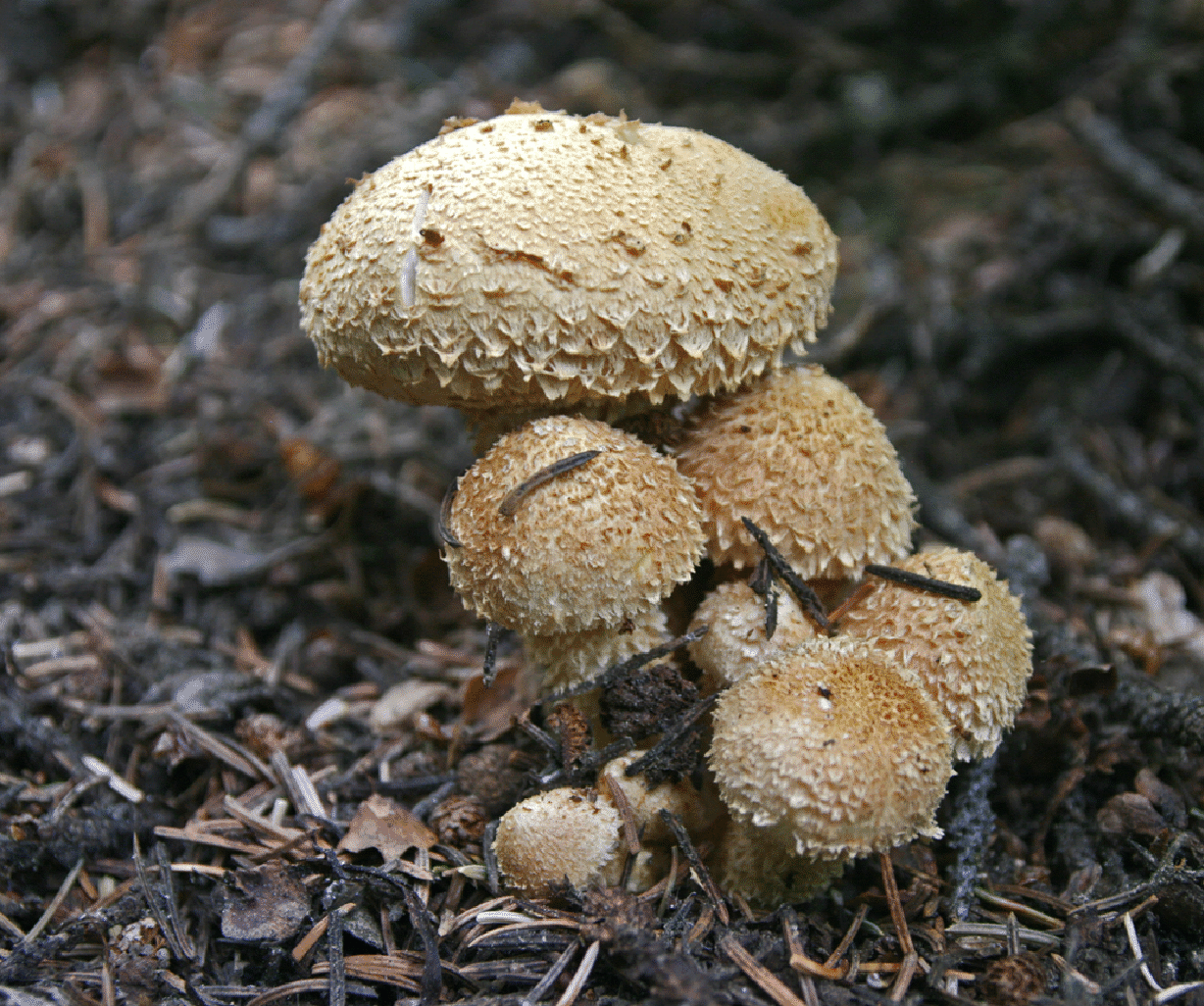 mushrooms_43.gif