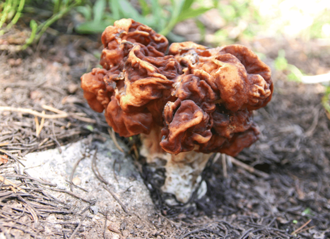 mushrooms_44.gif