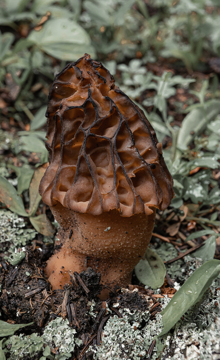 mushrooms_49.gif