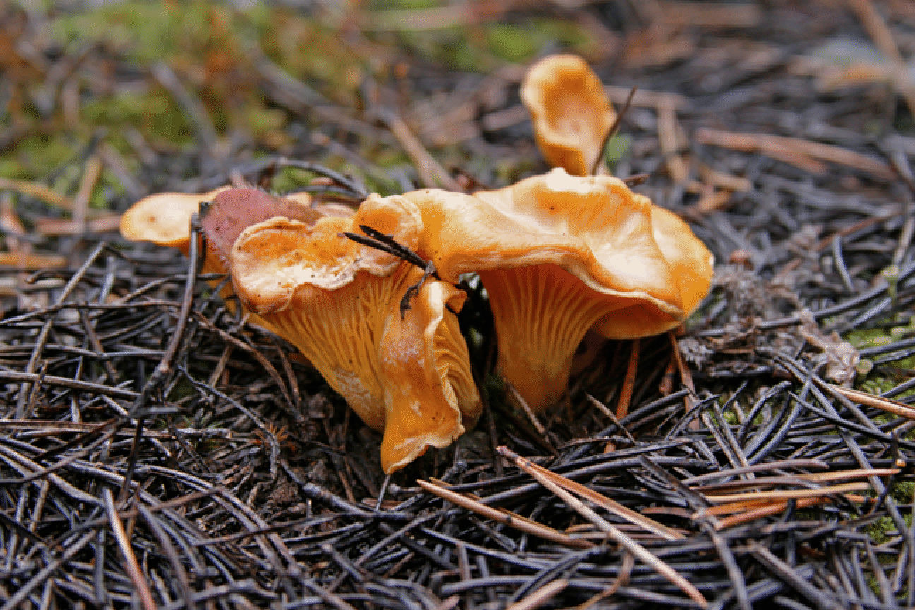 mushrooms_50.gif