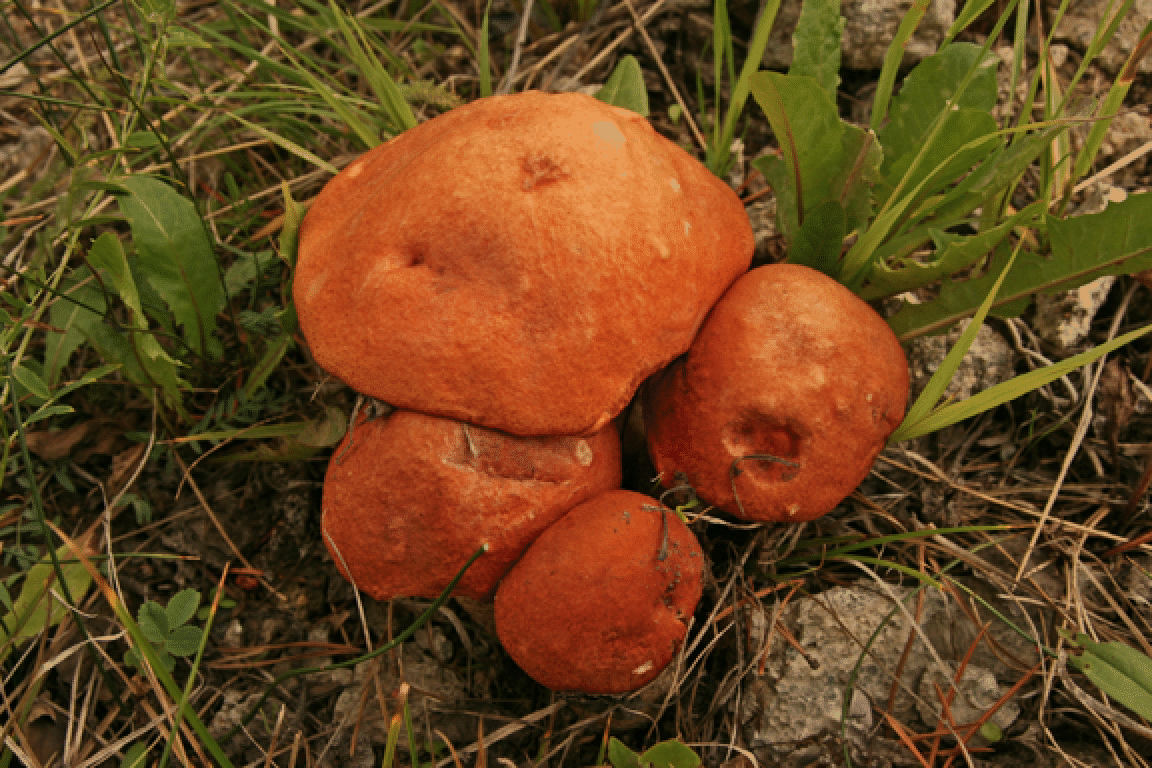 mushrooms_51.gif