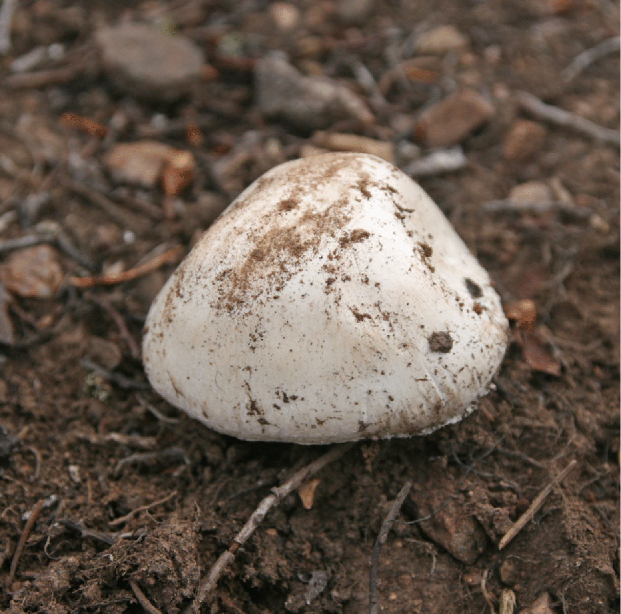 mushrooms_55.gif