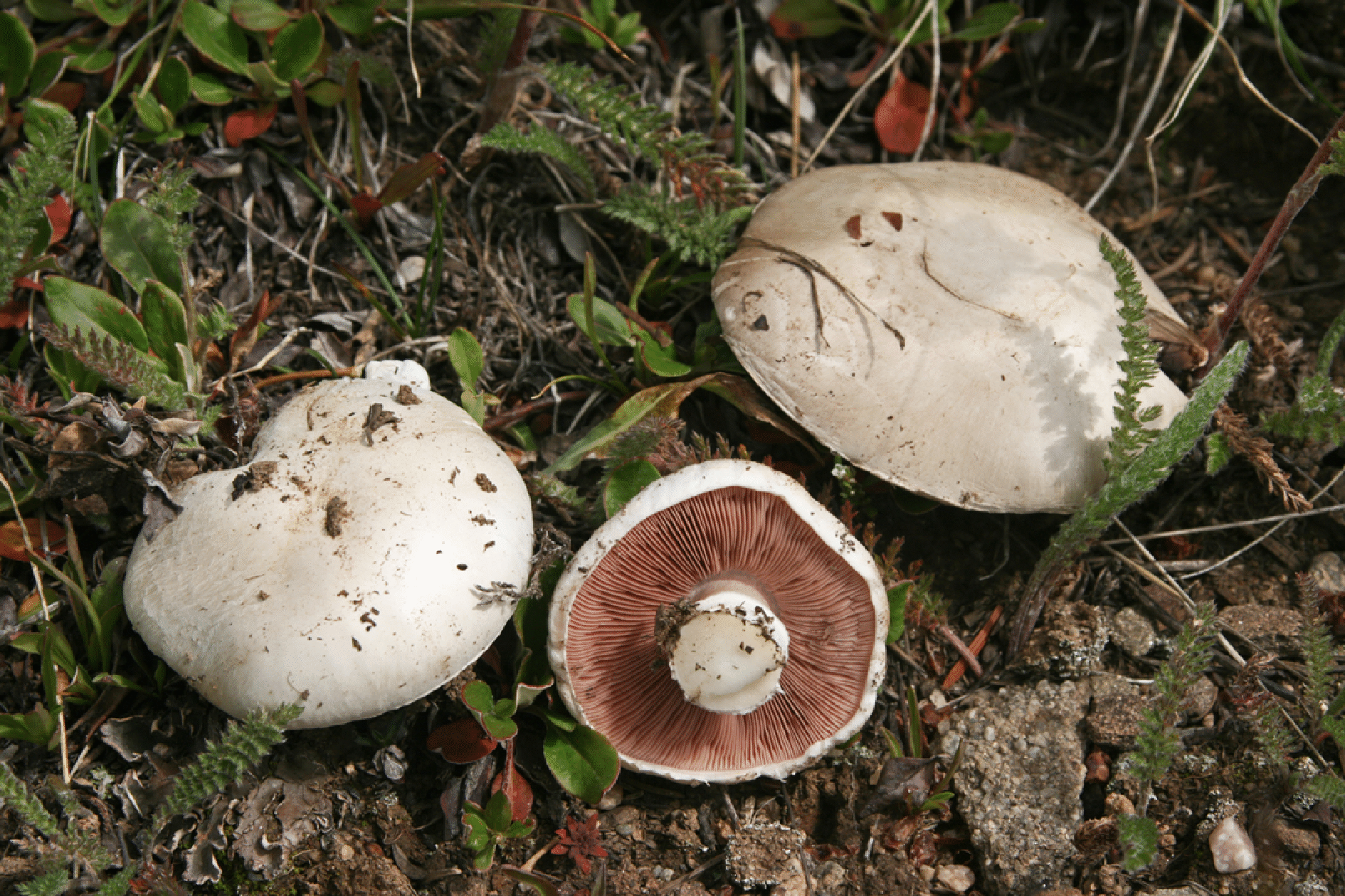 mushrooms_56.gif