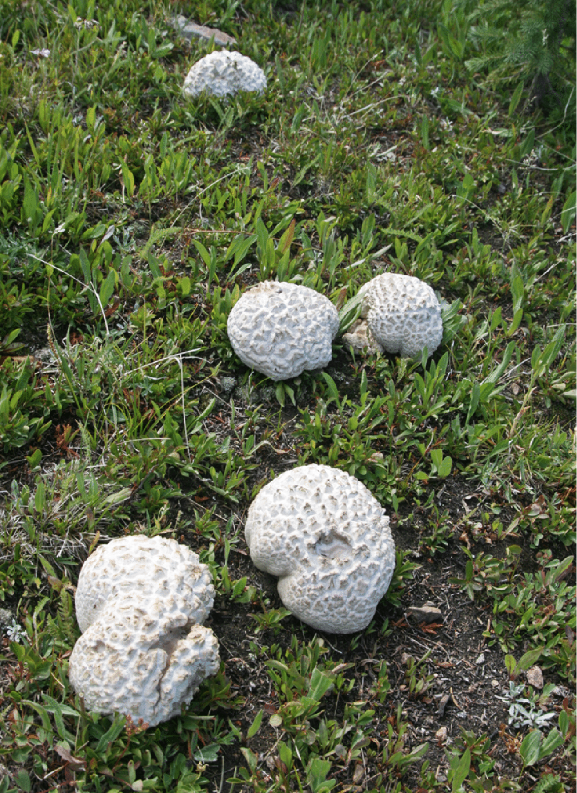 mushrooms_58.gif
