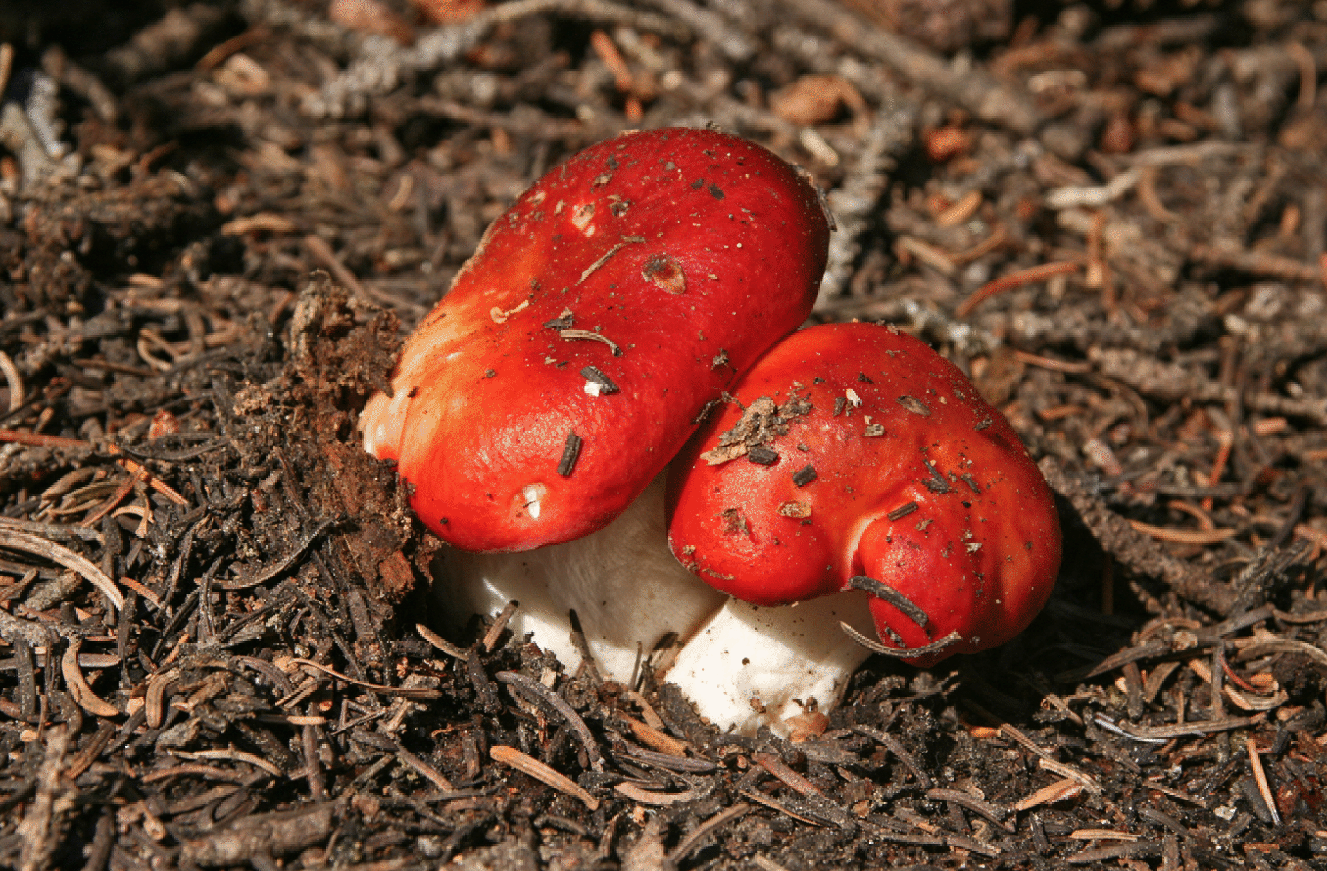 mushrooms_59.gif