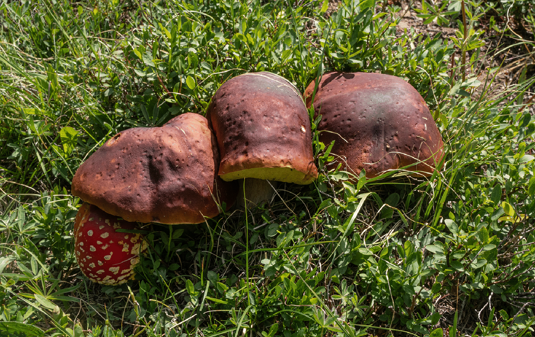 mushrooms_6.gif