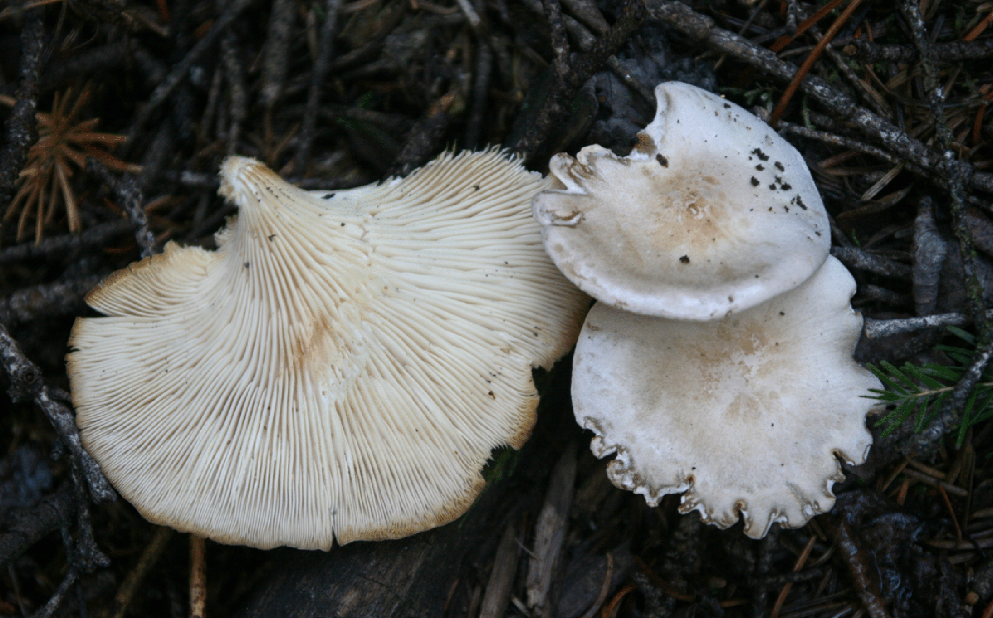 mushrooms_60.gif