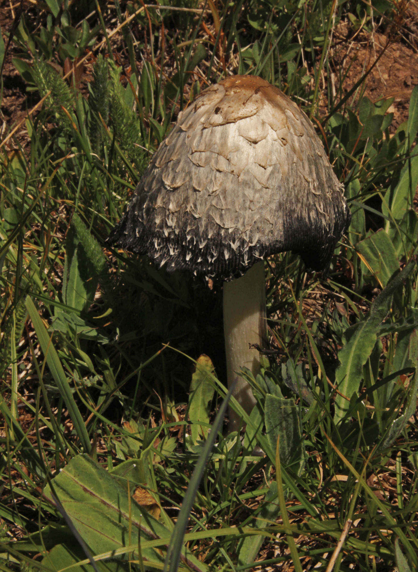 mushrooms_61.gif