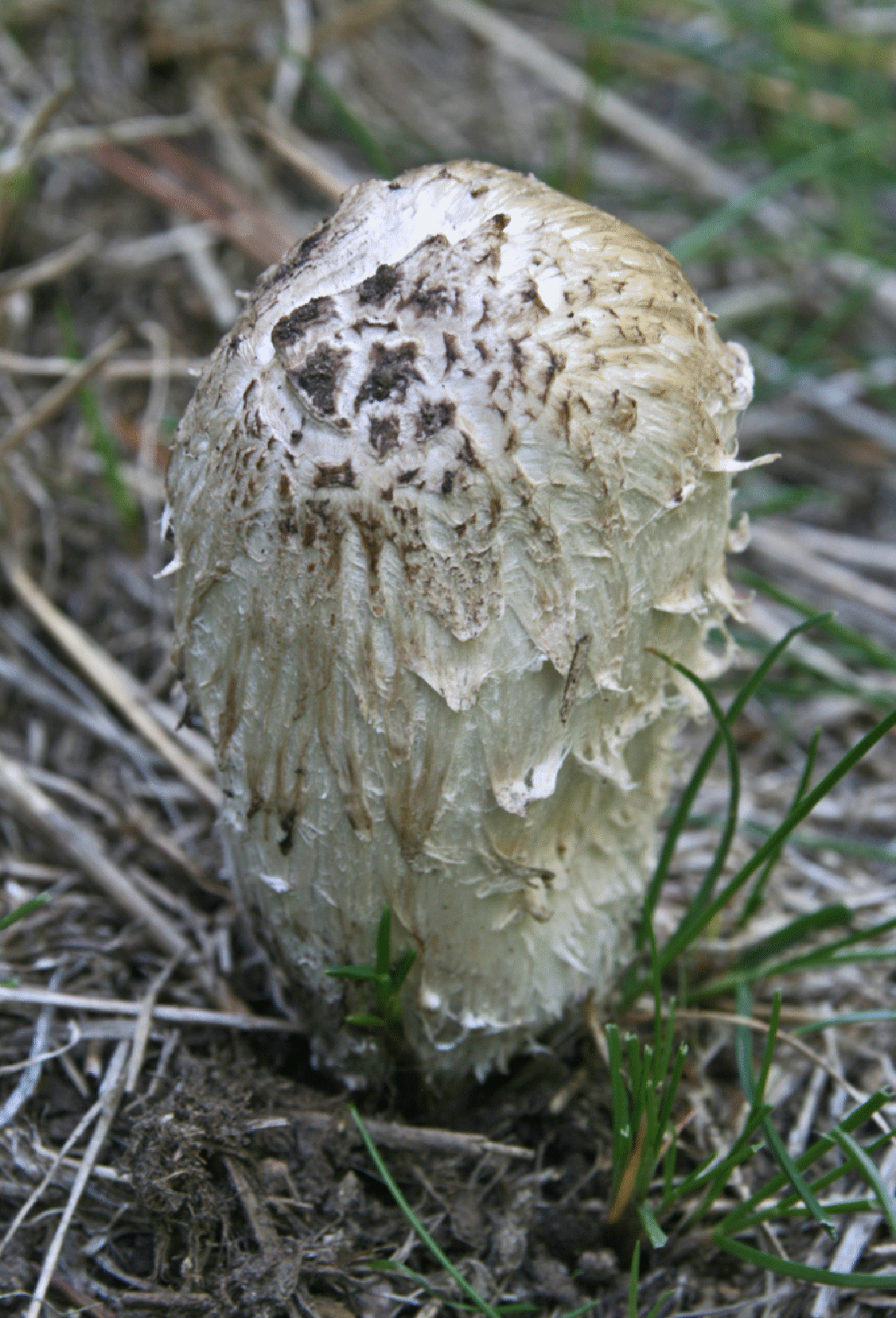 mushrooms_62.gif