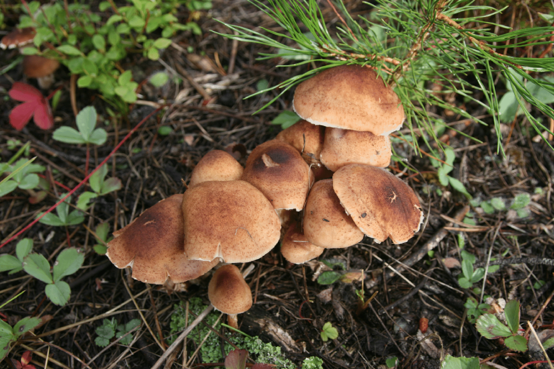 mushrooms_63.gif