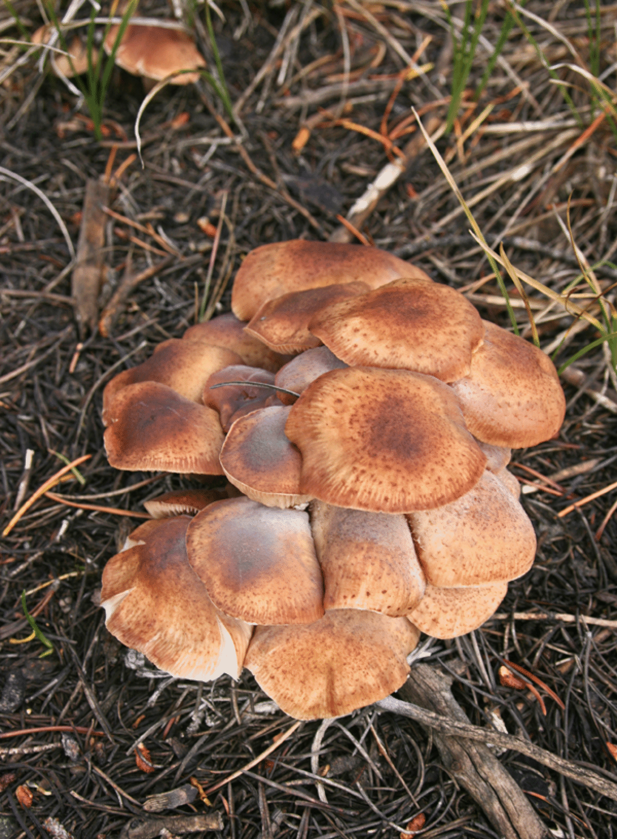 mushrooms_64.gif