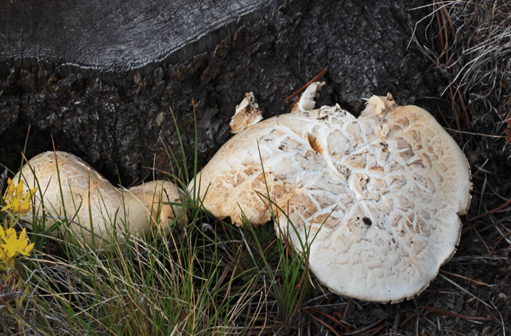 mushrooms_65.gif