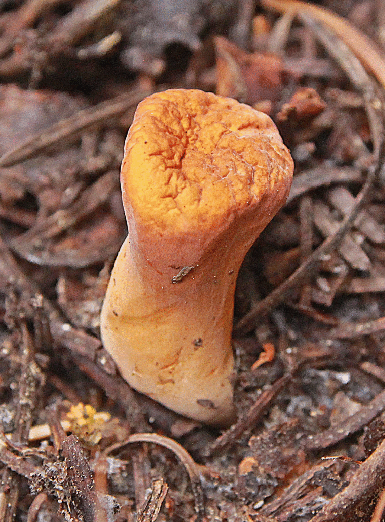 mushrooms_67.gif