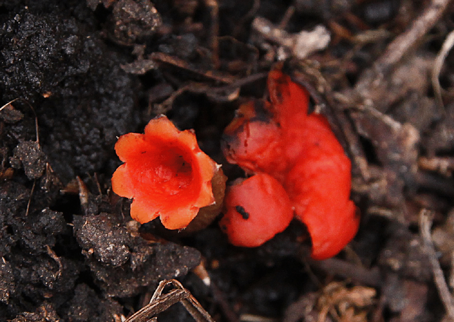 mushrooms_68.gif
