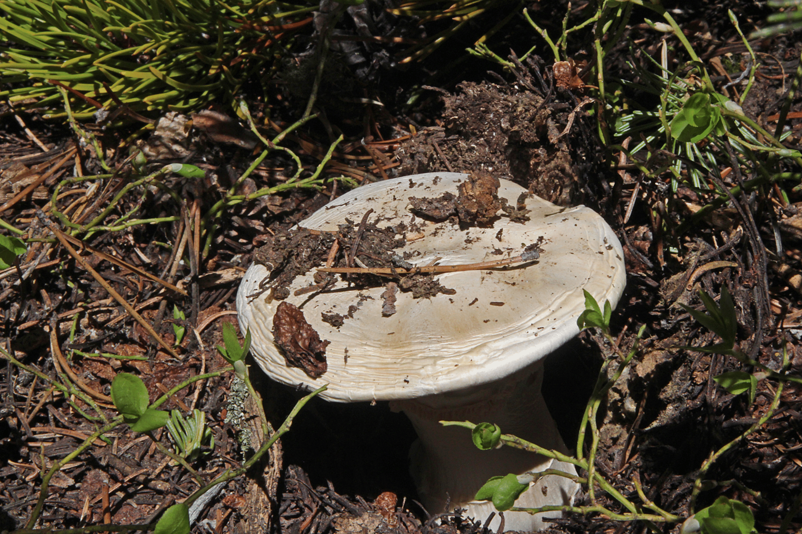 mushrooms_70.gif