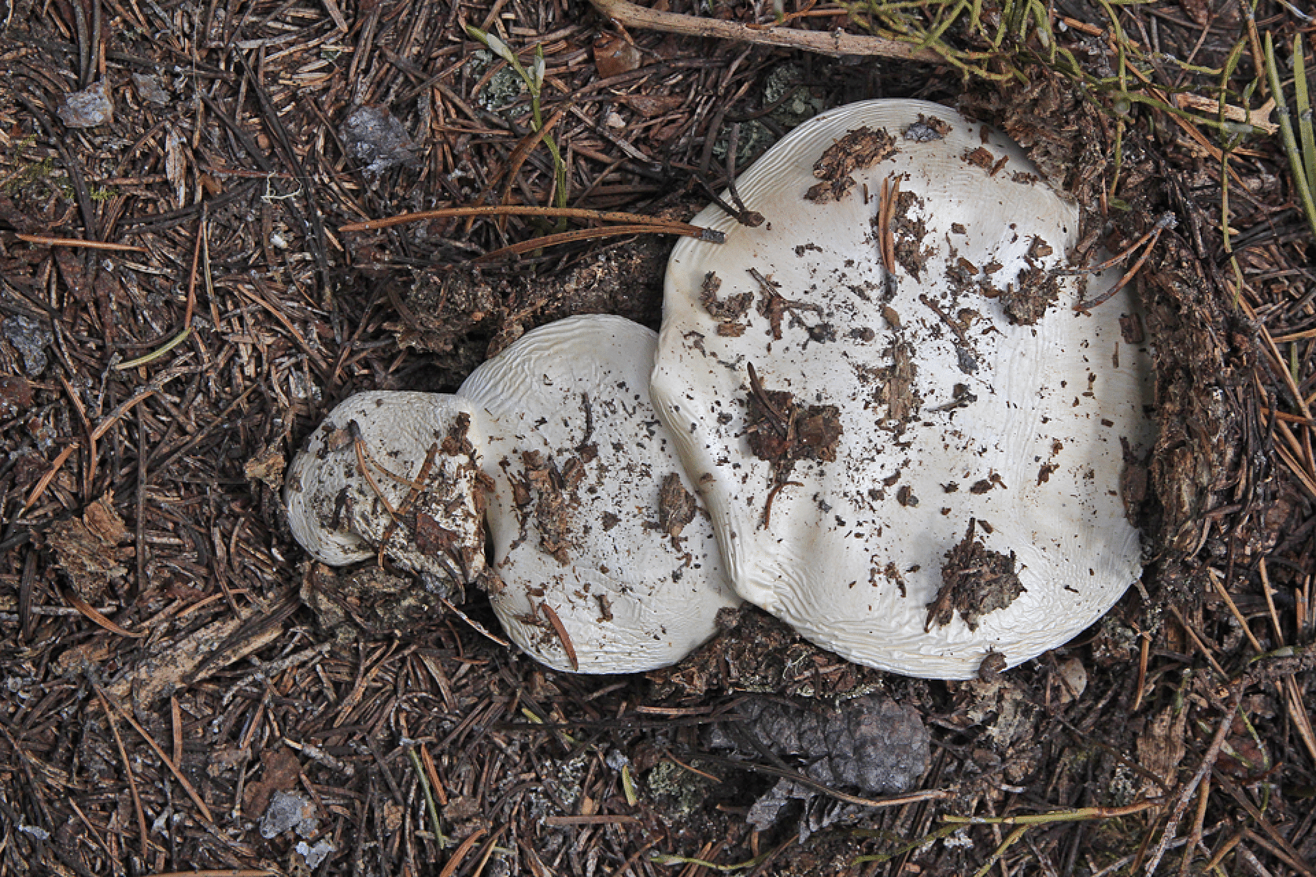 mushrooms_71.gif