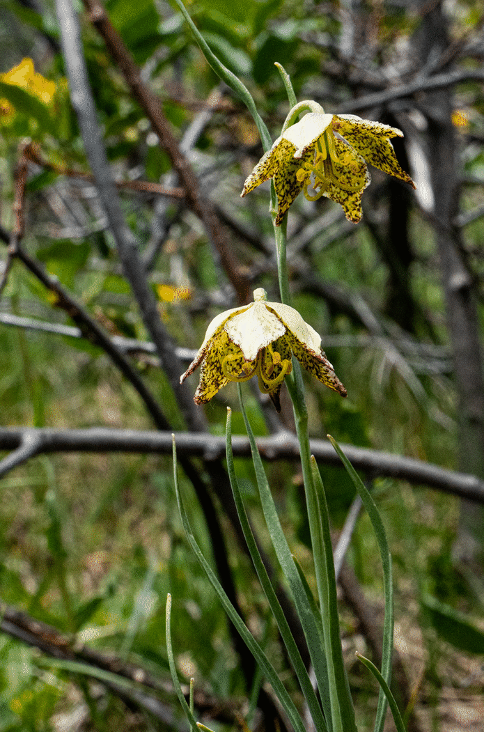 wildflowers_3.gif