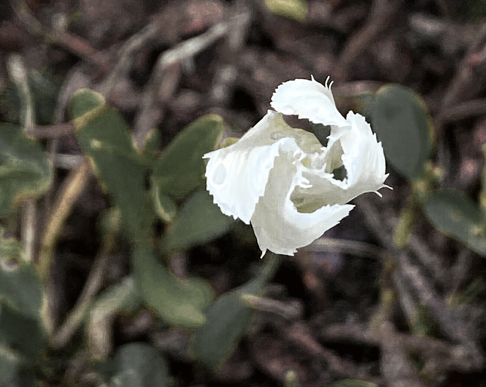 wildflowerswhite_141.gif