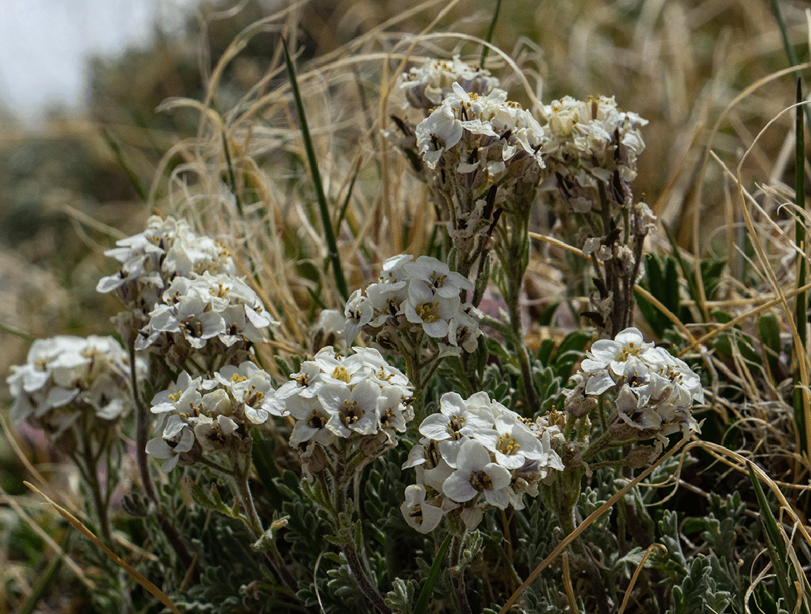 wildflowerswhite_98.gif