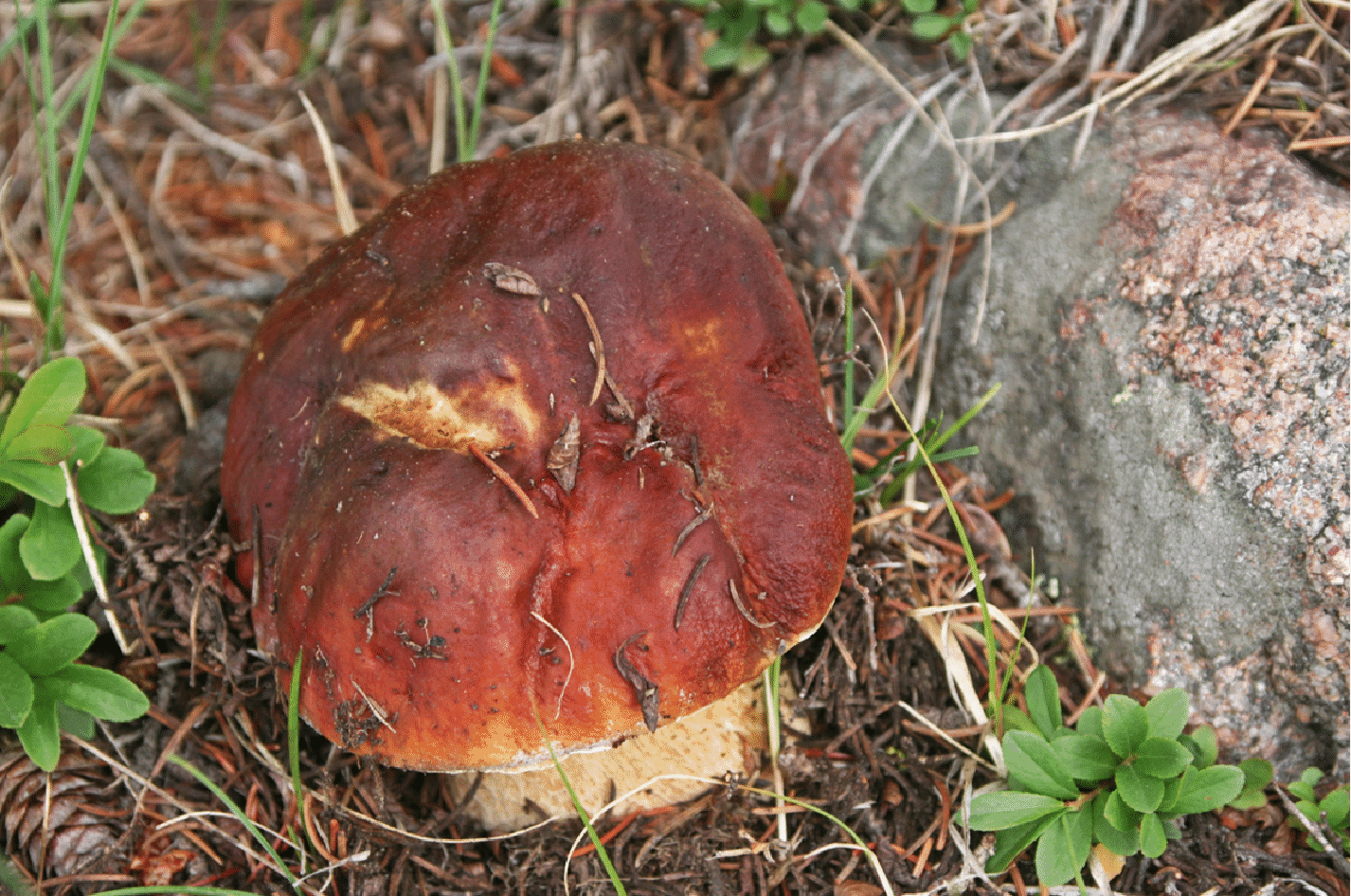 mushrooms_18.gif