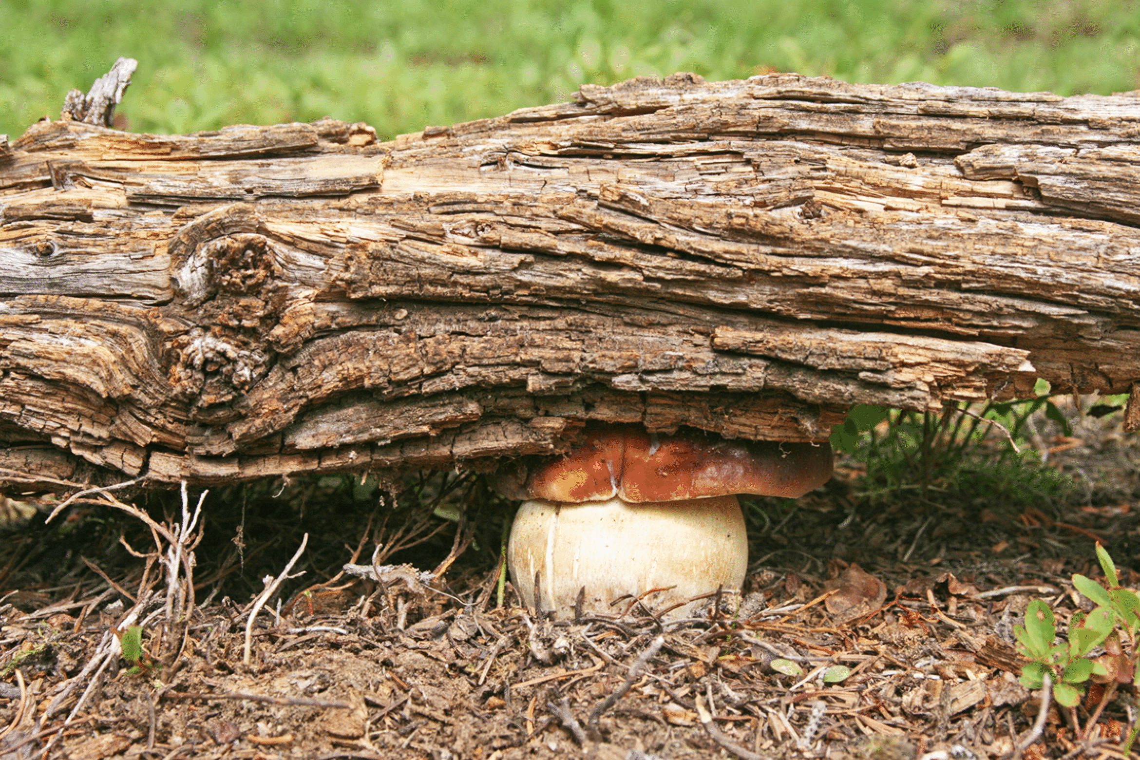 mushrooms_20.gif