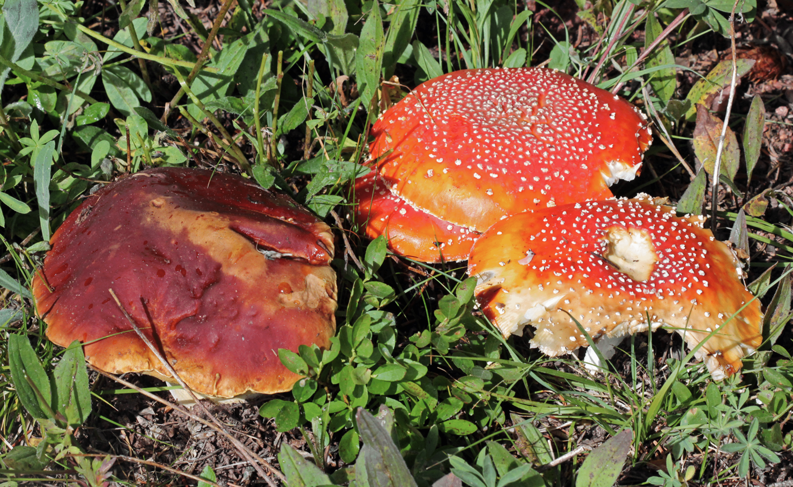 mushrooms_26.gif