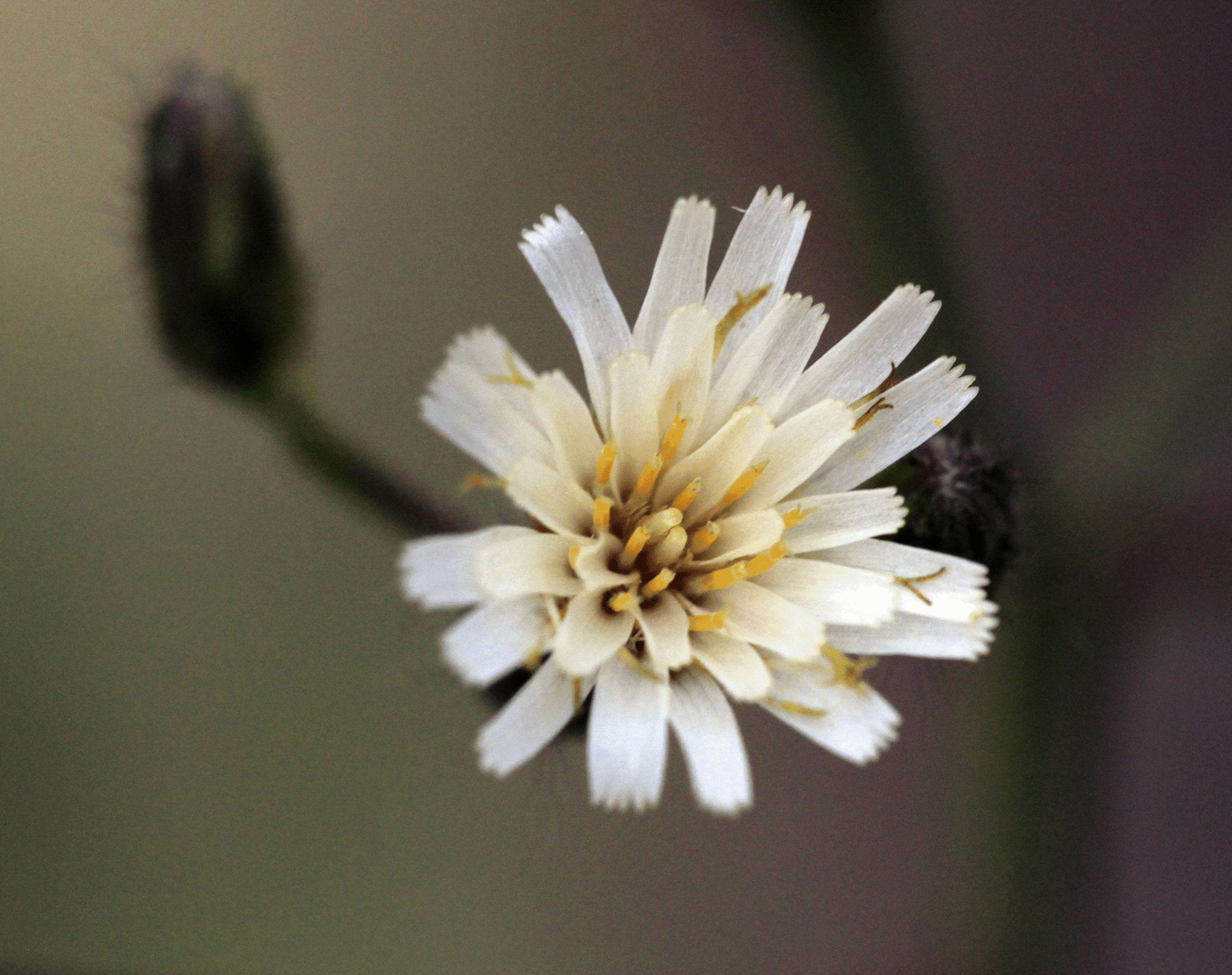 wildflowerswhite_79.gif